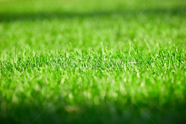 Grass Stock photo © goir