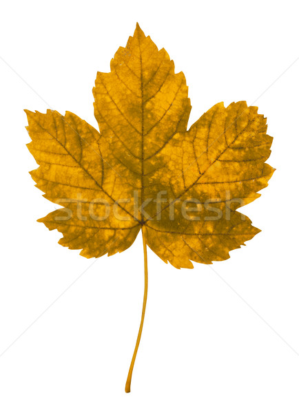 Automne feuille isolé blanche nature environnement [[stock_photo]] © goir