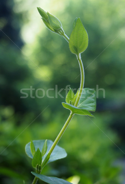 Foto d'archivio: Impianto · bud · cielo · foresta · abstract · natura