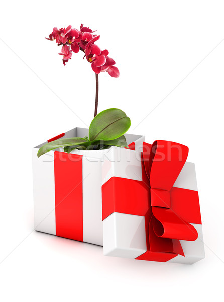 Orchid in a gift box Stock photo © goir