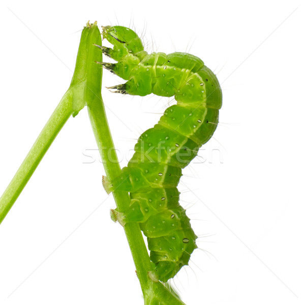 Schädlich Blatt Wurm isoliert weiß Tier Stock foto © goir