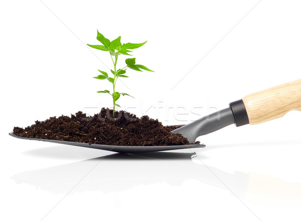 Seedling Stock photo © goir