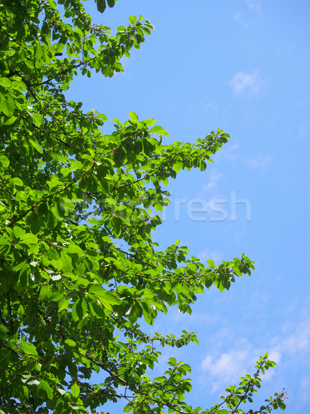 Voorjaar bladeren blauwe hemel hemel boom bos Stockfoto © goir