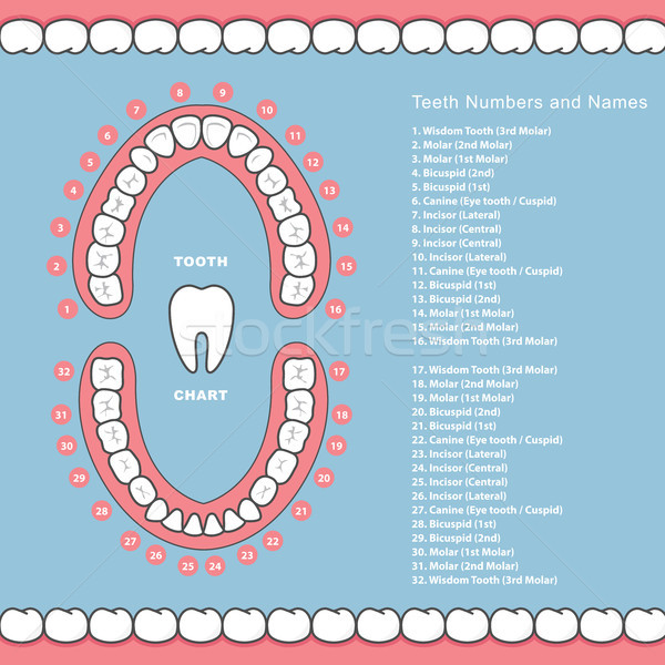 Tooth chart with names - dental infographics, teeth in jaw Stock photo © gomixer