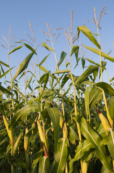 Foto stock: Maduro · milho · campo · cópia · espaço · blue · sky