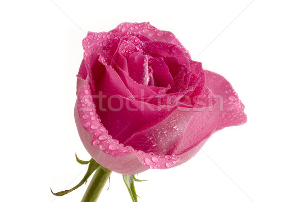 ピンクのバラ 滴 水滴 白 ギフト 値下がり ストックフォト © Gordo25