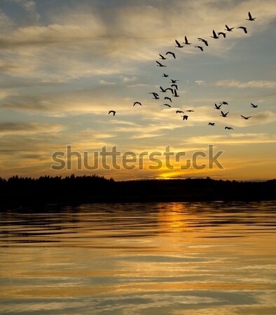 Geese at Sunrise Stock photo © Gordo25