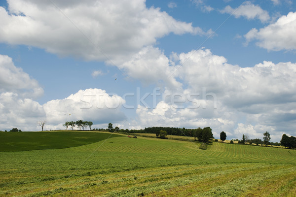 Farm Landscape Stock photo © Gordo25