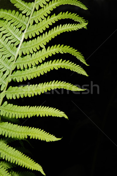 波士頓 蕨類 抽象 垂直 圖像 夏天 商業照片 © Gordo25