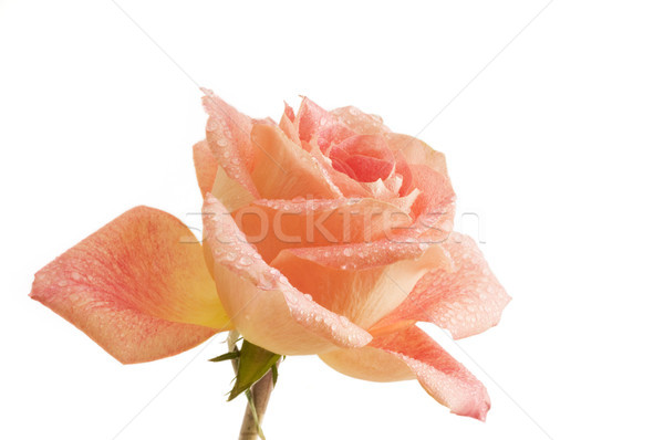 Droplets on Single Rose Stock photo © Gordo25