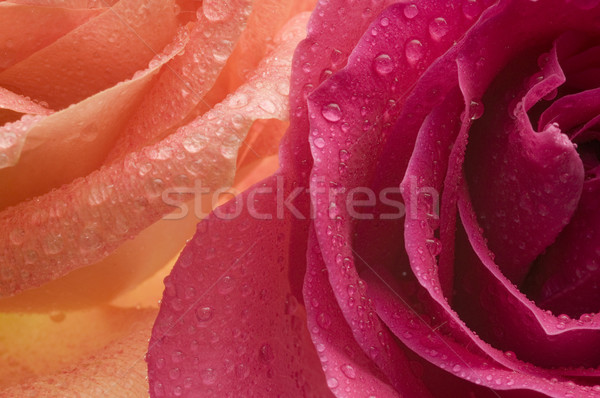 Rose Petal Abstract Stock photo © Gordo25