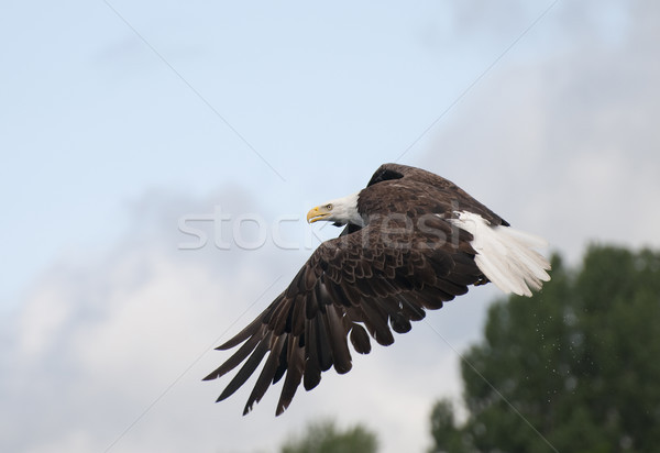 интенсивный лысые орел избирательный подход Сток-фото © Gordo25