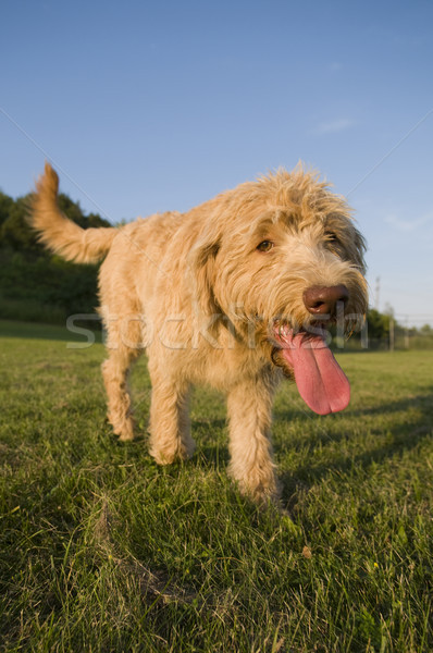 ストックフォト: 幸せ · 犬 · 公園 · 光
