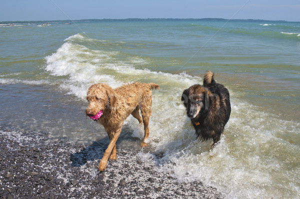 Сток-фото: собаки · пляж · из · волны · озеро · Онтарио