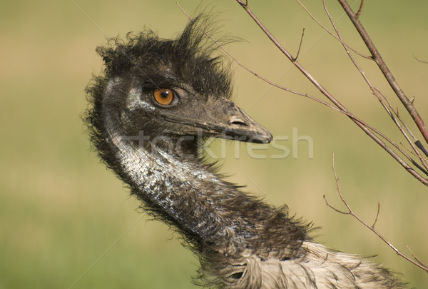 Emu Closeup Stock photo © Gordo25