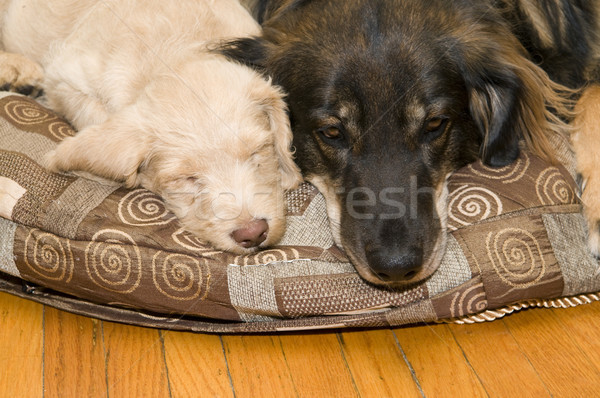 Jóvenes edad perros adulto perro Foto stock © Gordo25