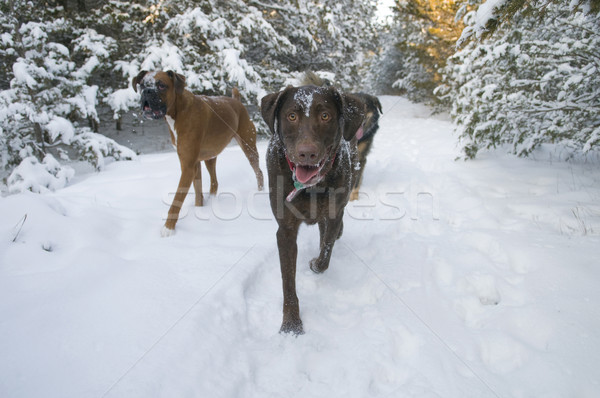 Stock photo: Winter Dog Walk