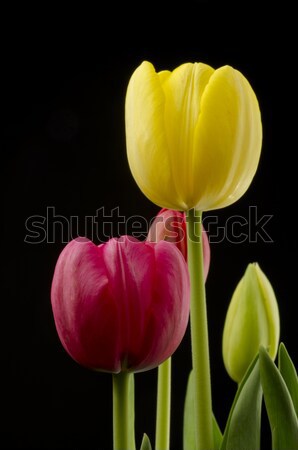 Сток-фото: Focus · красный · Tulip · избирательный · подход · передний · план · другой