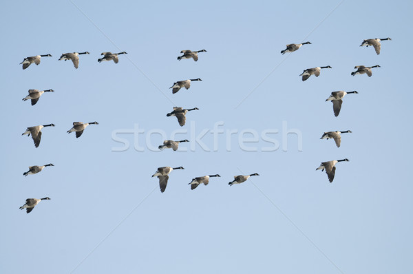 Geese Spell Fly Stock photo © Gordo25