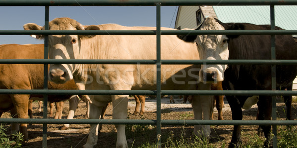 Stockfoto: Koeien · achter · bars · boerderij · rundvlees · kijken