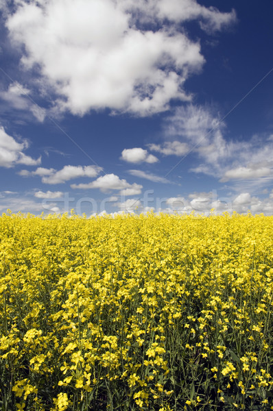 Canola Field Stock photo © Gordo25