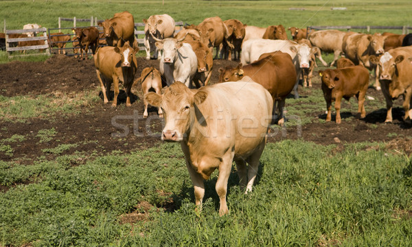 牛 選択フォーカス 牛 フォアグラウンド 多くの 空 ストックフォト © Gordo25