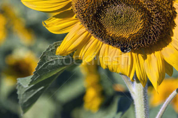 Closeup on Bee Pollinating a Sunflower Stock photo © Gordo25
