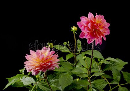 Stockfoto: Dahlia · bloesem · geïsoleerd · zwarte · natuur