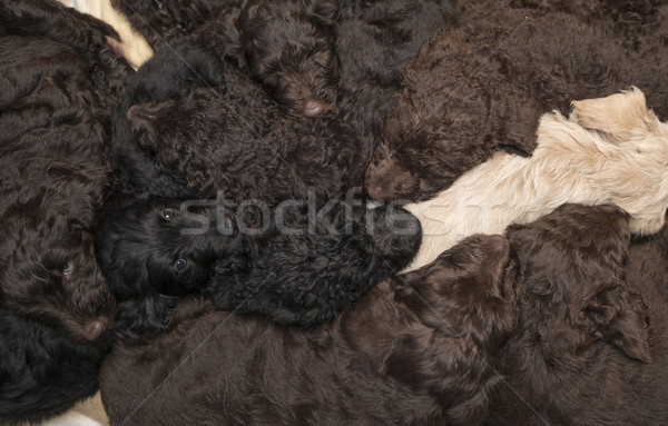 Labradoodle Pups as a Background Stock photo © Gordo25