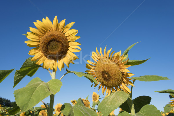 Stockfoto: Twee · zonnebloem · bloesems · voorgrond · groot
