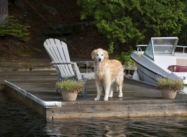 Retriever dock golden retriever guardando fuori cane Foto d'archivio © Gordo25