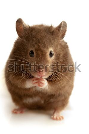 Bruin muis home huisdier binnenshuis zachte Stockfoto © gorgev