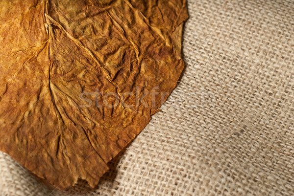 Tabaco macro folha fino foco Foto stock © gorgev