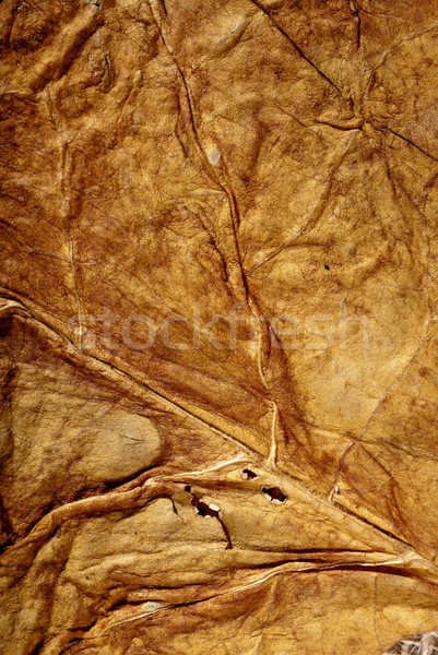 Foglia texture primo piano tabacco foglie Foto d'archivio © gorgev