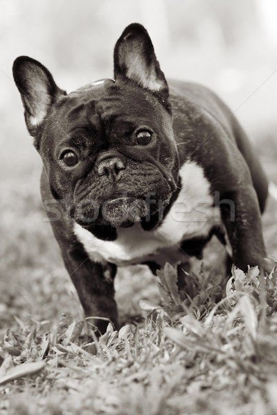 Cane francese bulldog piedi guardando estate Foto d'archivio © goroshnikova