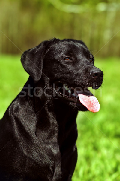 happy black dog Labrador Retriever Stock photo © goroshnikova