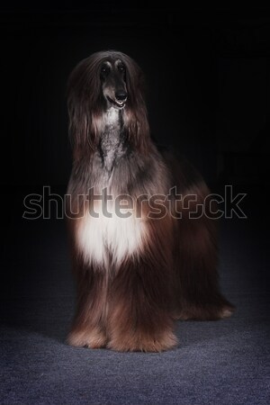 beautiful dog, the Afghan Stock photo © goroshnikova