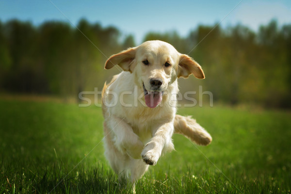 Tineri fericit câine golden retriever bucurie Imagine de stoc © goroshnikova
