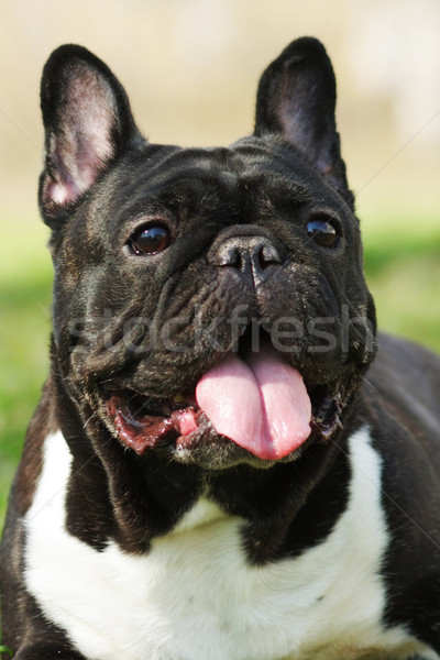 Foto stock: Feliz · cão · francês · buldogue · mentiras · verão