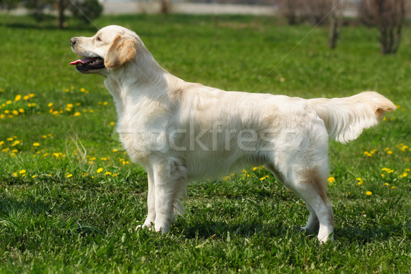 Stock fotó: Gyönyörű · fajtiszta · kutya · golden · retriever · áll · előadás · pozició