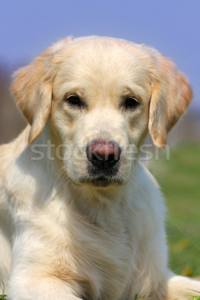 pedigree dog Golden Retriever in the summer Stock photo © goroshnikova