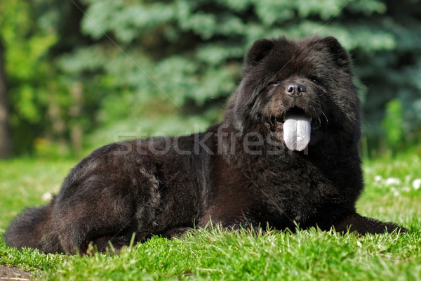 Happy black fuzzy dog the Chow Chow lying in the summer on the n Stock photo © goroshnikova