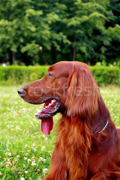 Perfil irlandés rojo perro parque verano Foto stock © goroshnikova