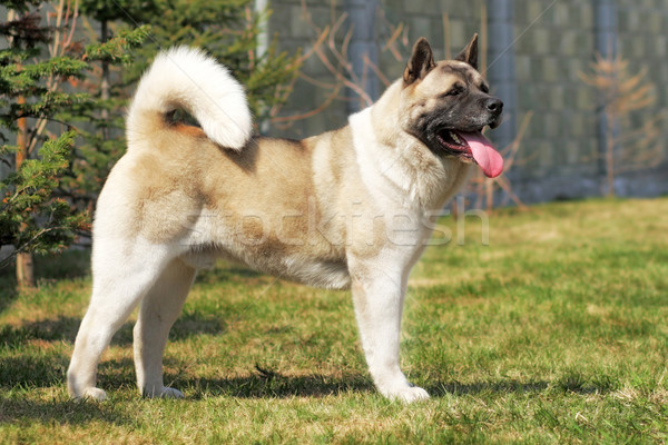 dog breed Akita inu stands sideways to show the position Stock photo © goroshnikova