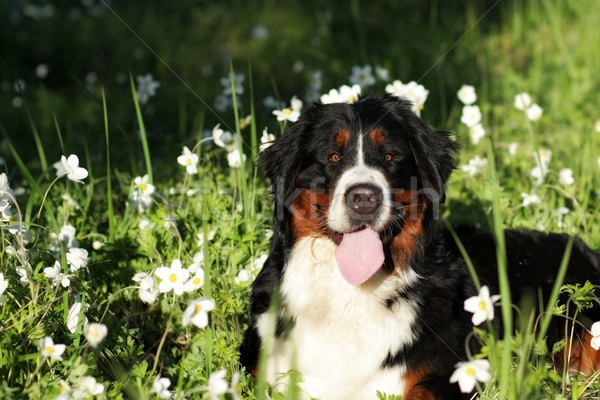 Bella felice bovaro del bernese cane fiore estate Foto d'archivio © goroshnikova