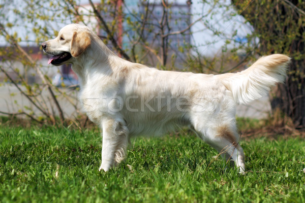 Gyönyörű fajtiszta kutya golden retriever áll előadás pozició Stock fotó © goroshnikova