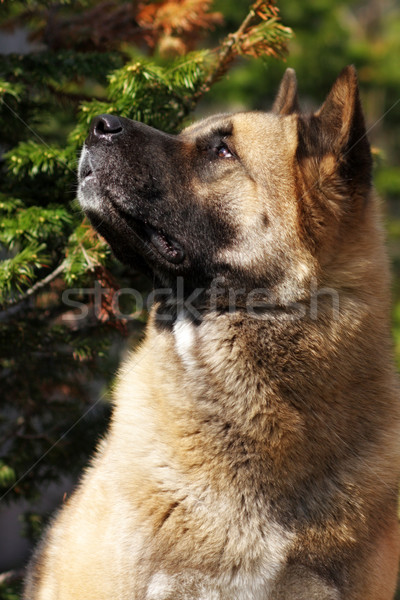 dog breed Akita inu looking up Stock photo © goroshnikova