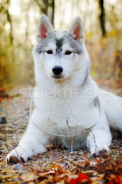 Schönen Husky Hund Freien Herbst Stock foto © goroshnikova