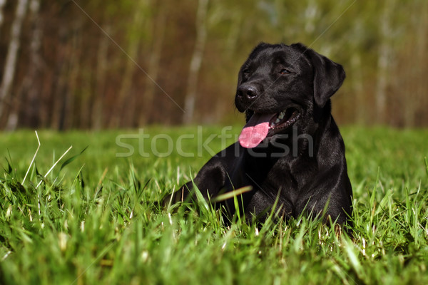 Felice nero labrador erba bella lingua Foto d'archivio © goroshnikova