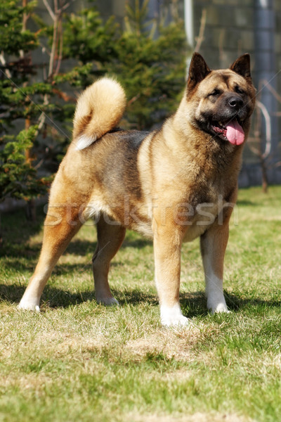 pedigree dog Akita-inu beautiful is in the show position Stock photo © goroshnikova